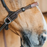 Dyon Working Collection Bitless Bridle