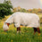 Horseware Newmarket Plus Fly Sheet Horseware Newmarket Plus Fly Sheet Whitney Charcoal