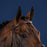 Dyon US Hunter Collection Fancy Stitch Padded Browband without Pin Brown