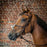 Dyon D Collection Figure 8 Bridle with Cream Stitching and Brass Hardware