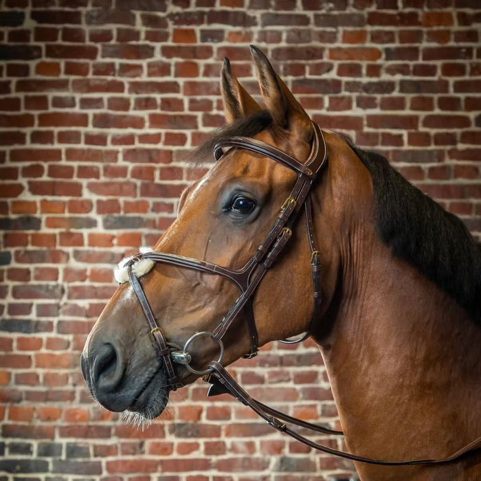 Dyon D Collection Figure 8 Bridle with Cream Stitching and Brass Hardware