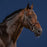 Dyon US Hunter Collection Cavesson Noseband Bridle