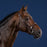 Dyon US Hunter Collection Cavesson Hunter Noseband Bridle