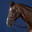 Dyon D Collection Flash Noseband Double Bridle Brown