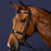 Dyon New English Collection Signature Anatomic Flash Nose Bridle Black