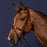 Dyon New English Collection Signature Anatomic Flash Nose Bridle brown