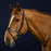 Dyon Working Collection Flat Leather Bridle with Snap Hooks Brown