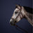 Dyon Hackamore Bridle New English Collection